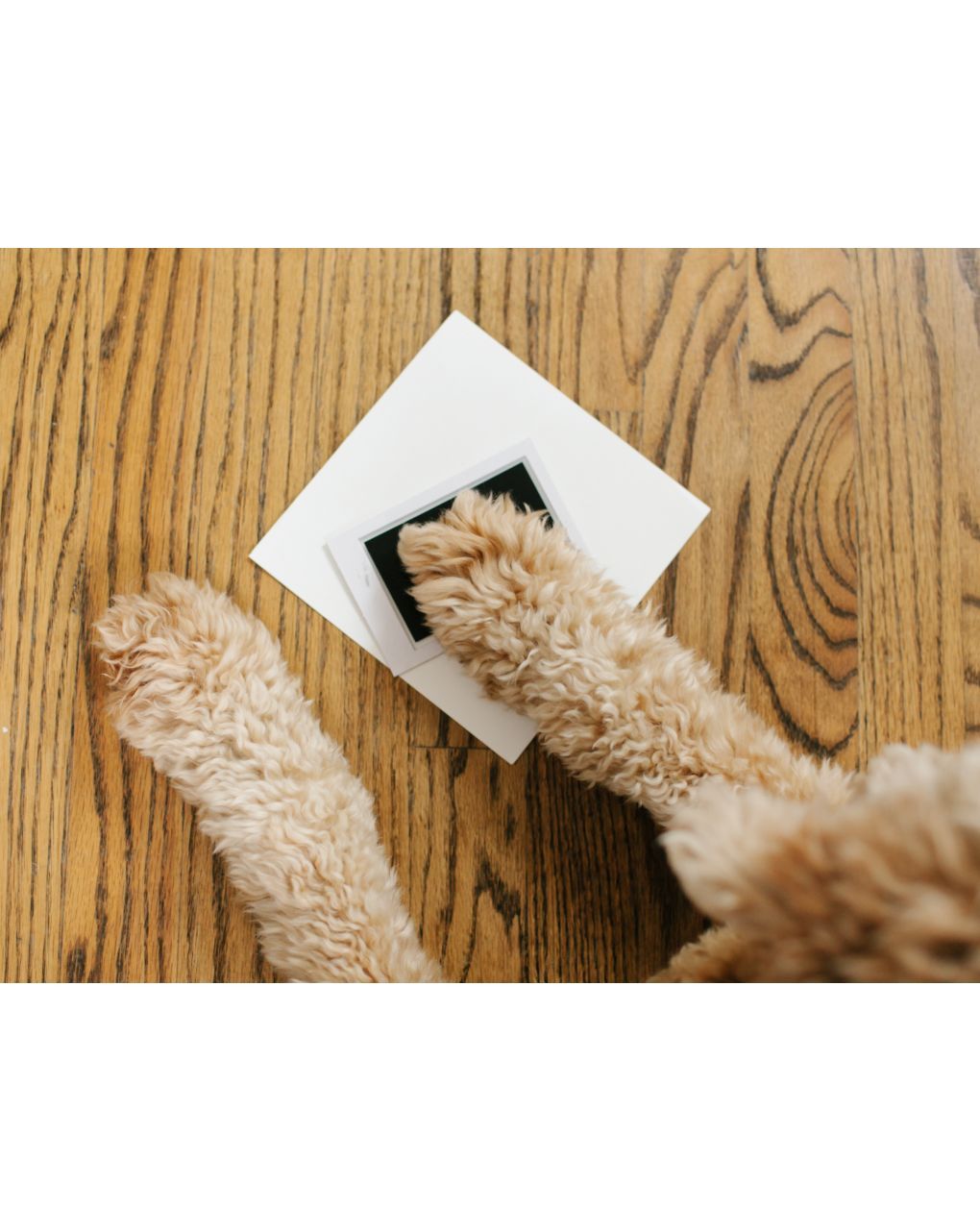 Pearhead - κορνίζα για φωτογραφίες baby and pet best friends - Pearhead