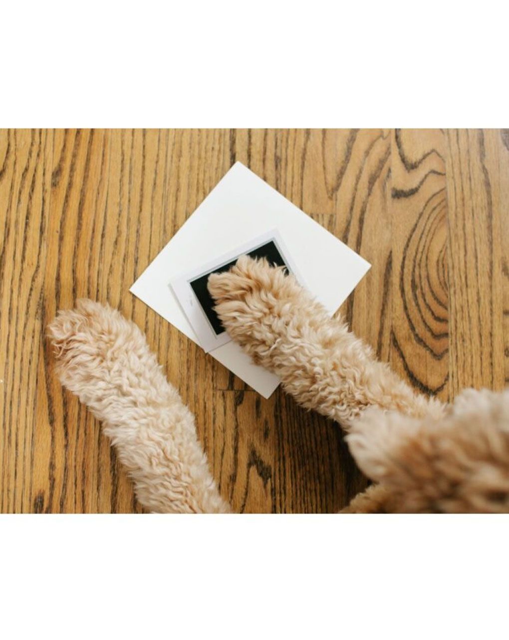 Pearhead - κορνίζα για φωτογραφίες baby and pet best friends - Pearhead